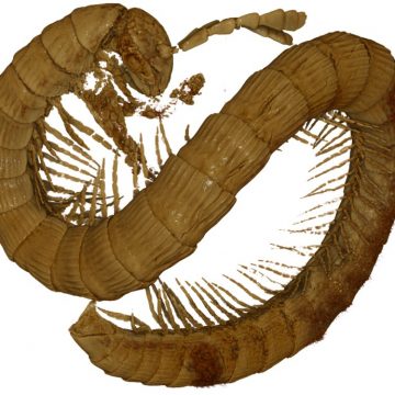 У бурштині з М’янми було виявлено останки двопарноногої багатоніжки, які мають вік понад  99 000 000 років