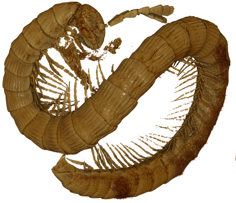 У бурштині з М’янми було виявлено останки двопарноногої багатоніжки, які мають вік понад  99 000 000 років