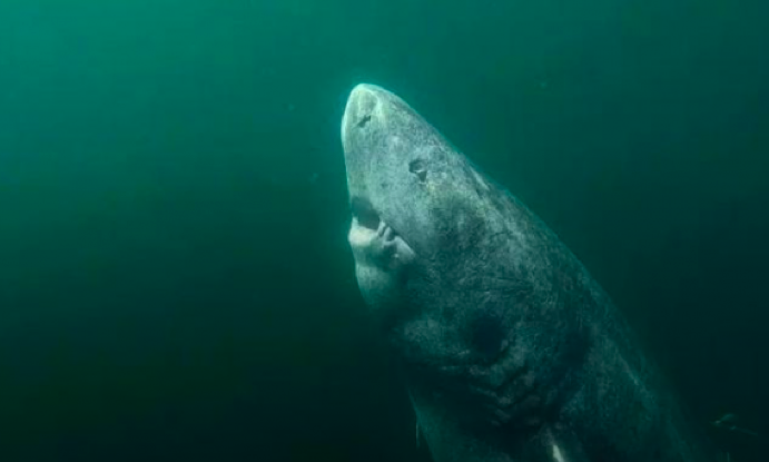У Гренландії знайшли акулу, якій 500 років