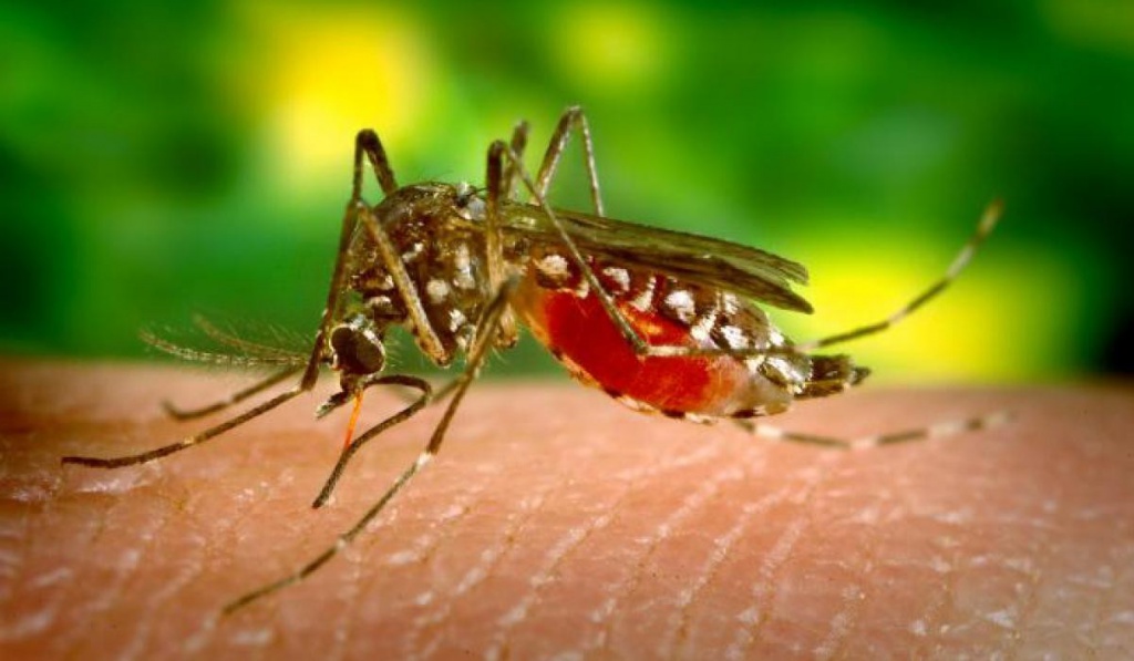 На Харківщині абітурієнта госпіталізували зі смертельною тропічною малярією