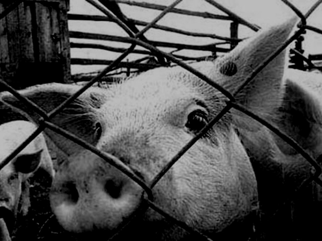 На Тернопілля можуть занести збудник африканської чуми свиней?