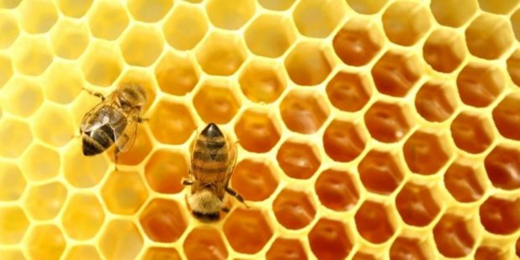 Бджола розумніша, ніж комп’ютер!