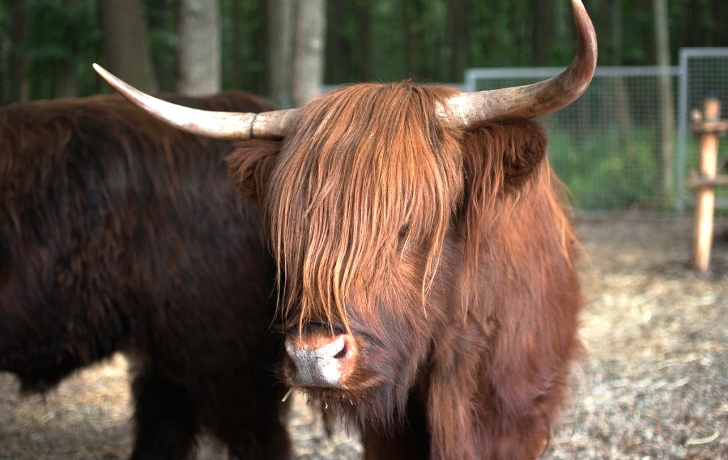 Буйволи, лами, яки і шотландська корова – у Тернополі поповнився зоокуток