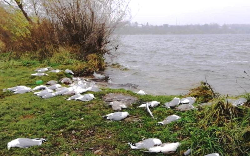 На тернопільському ставі отруєно велику кількість птахів